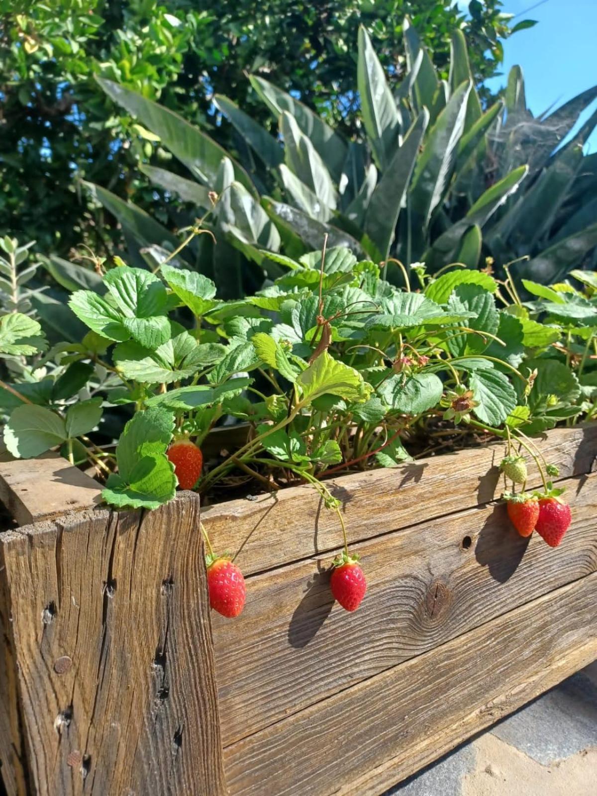 Finca De Luna La Orotava Ngoại thất bức ảnh