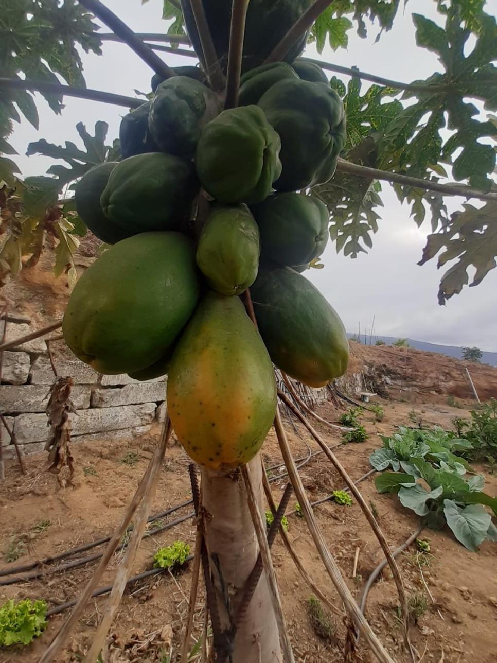 Finca De Luna La Orotava Ngoại thất bức ảnh