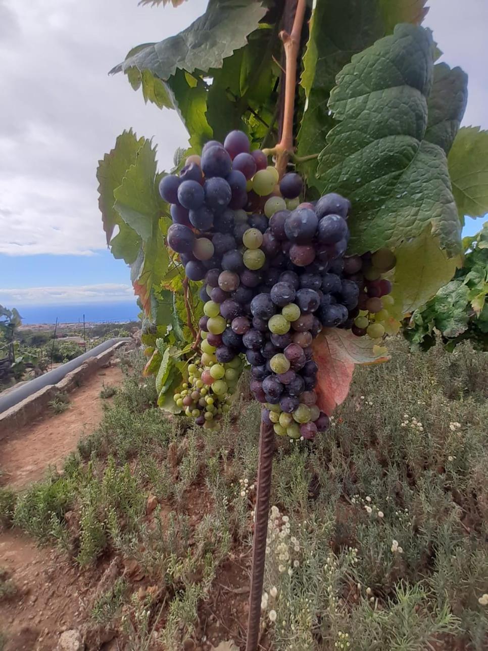 Finca De Luna La Orotava Ngoại thất bức ảnh