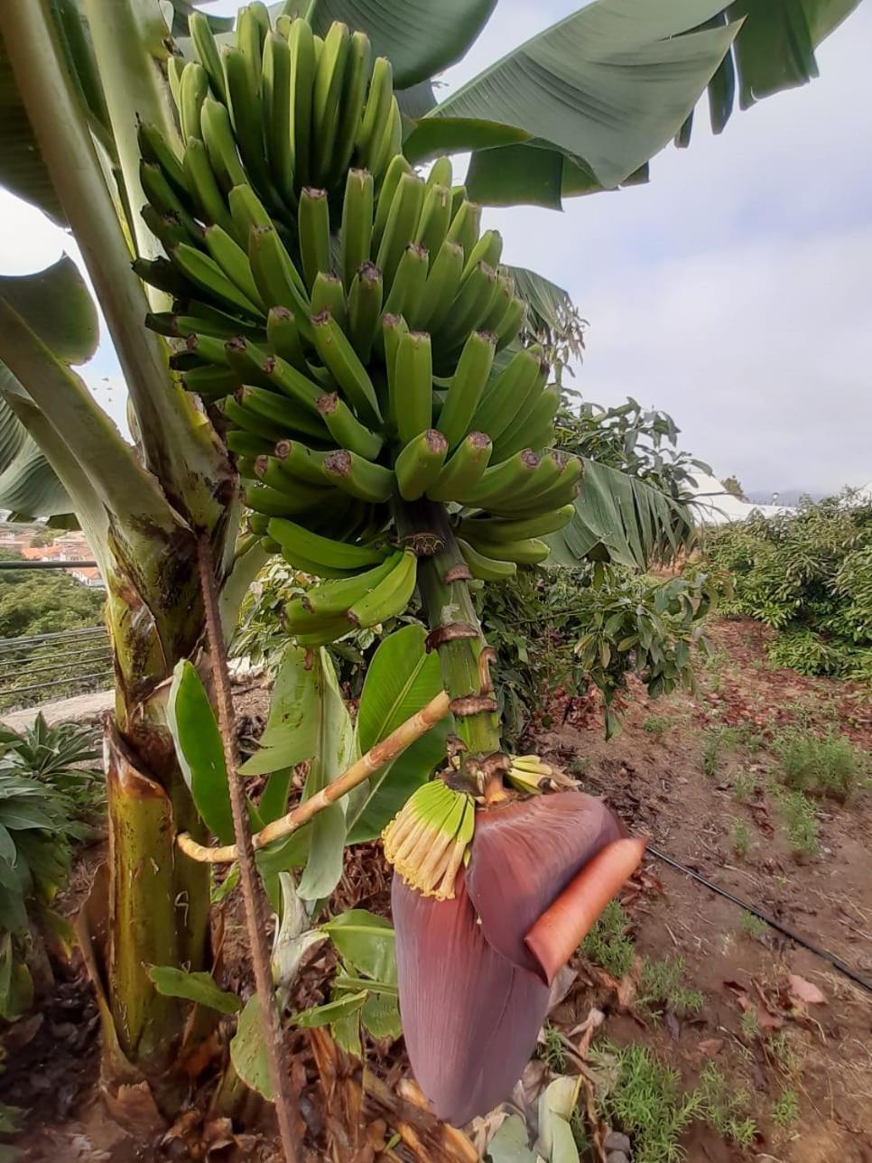 Finca De Luna La Orotava Ngoại thất bức ảnh