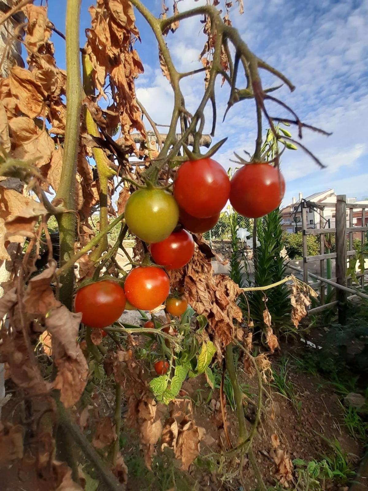 Finca De Luna La Orotava Ngoại thất bức ảnh