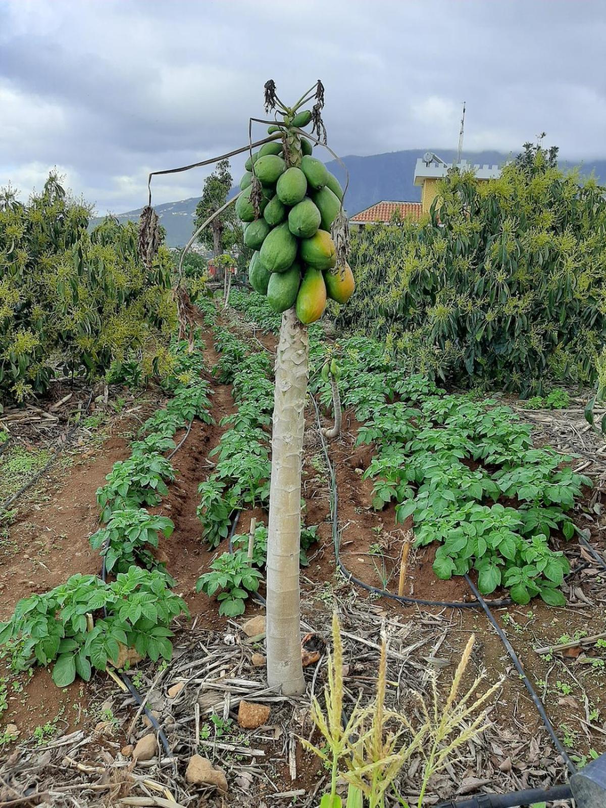 Finca De Luna La Orotava Ngoại thất bức ảnh